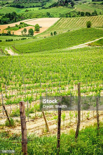 Fields Of Grapes In Italy Stock Photo - Download Image Now - Agricultural Field, Agriculture, Beauty In Nature