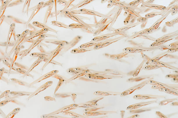 pescado larvae - larva fotografías e imágenes de stock