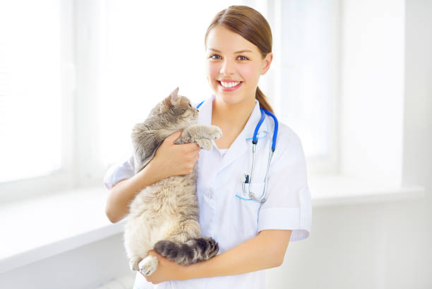 istock veterinarian with a scottish cat 178771257