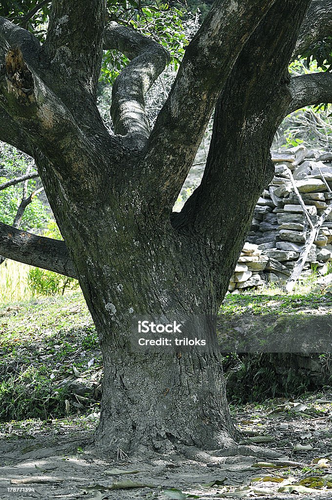 Árbol muerto - Foto de stock de Aire libre libre de derechos