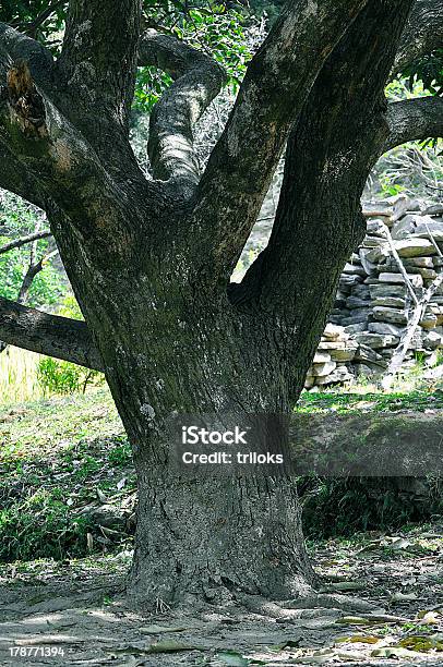 Árbol Muerto Foto de stock y más banco de imágenes de Aire libre - Aire libre, Aventura, Azul