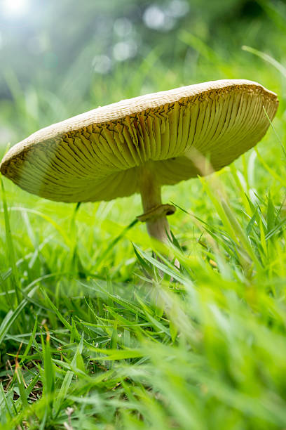 istock Green-gilled Parasol Mushroom 178771421
