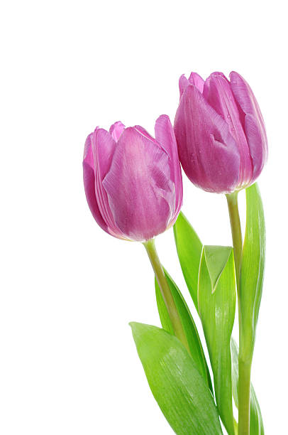 istock Tulip flowers on the white 178771543