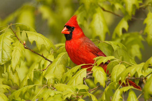 istock Male Northern Cardinal 178771720