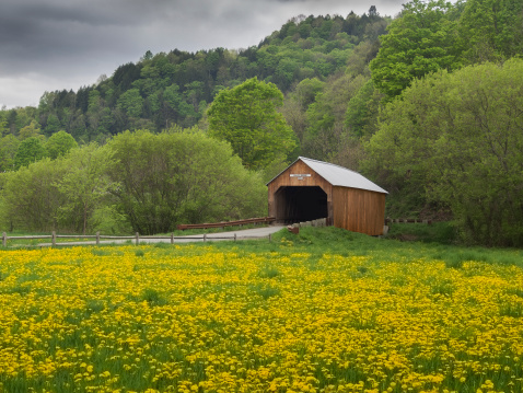 Covered bridge surrounded by yellow dandelions in the state of Vermont, USA
