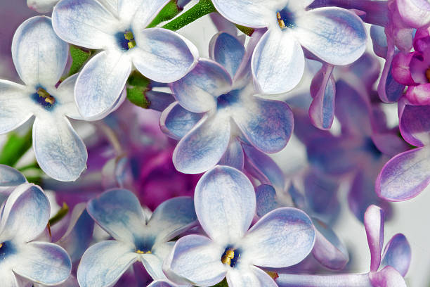 magnifique tas de lilas gros plan - quadriphyllous photos et images de collection
