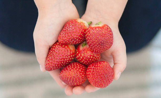 istock Red strawberries in child's hands. 178771860