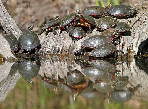 istock Group of Midland Painted Turtles on a Log 178772038