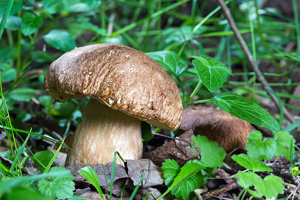 istock Porcini Mushroom in natural enviroment 178772145