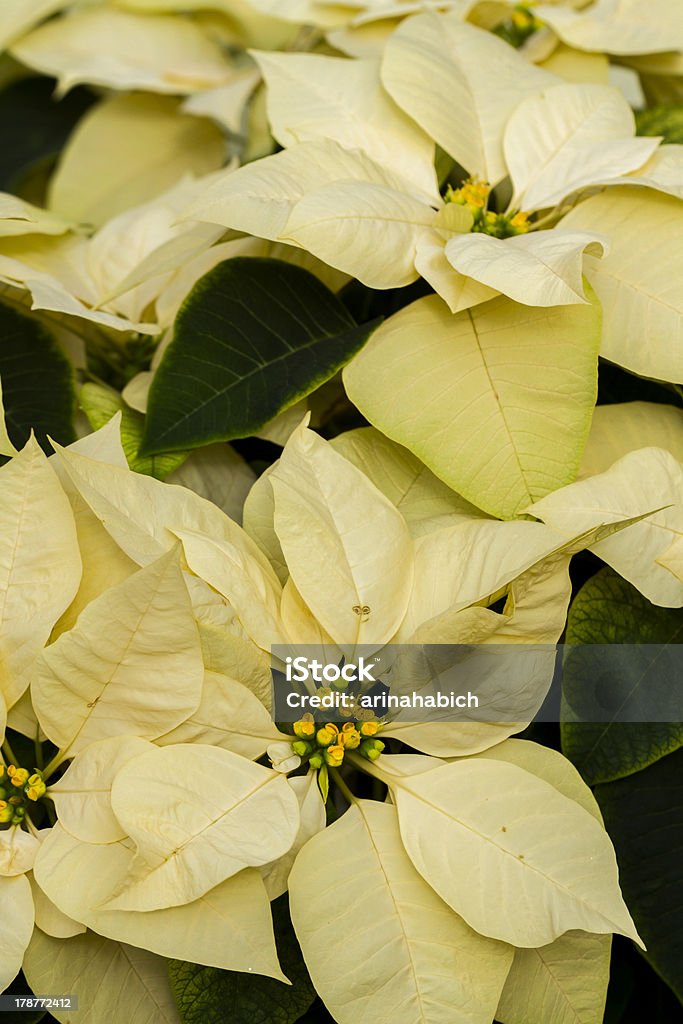 Poinsettias - Royalty-free Amarelo Foto de stock