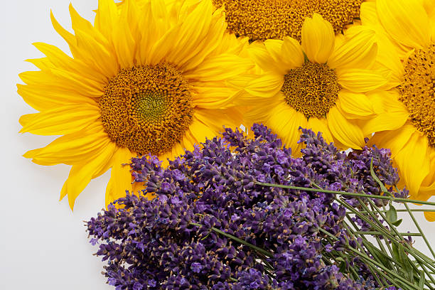 lavanda e girassóis - macro close up sunflower france - fotografias e filmes do acervo