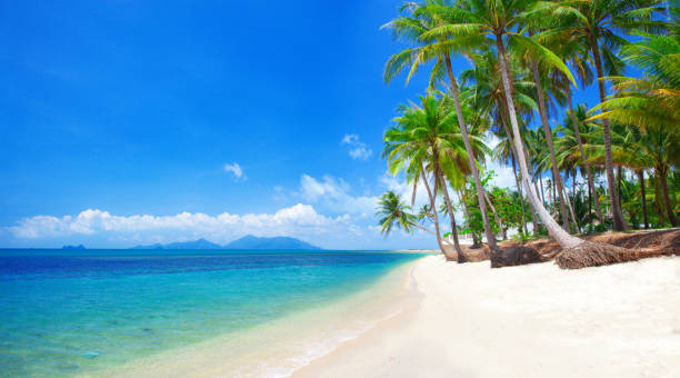 istock Panorama of tropical beach with coconut palm tree 1787727299