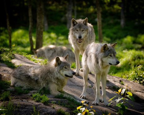 A small pack of three Eastern timber wolves gather on a rocky slope in the North American wilderness.