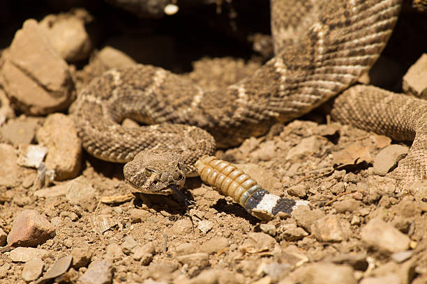 istock Western Diamond Backed Rattlesnake 178772844