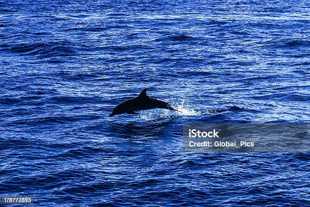 Dolphin Foto de stock y más banco de imágenes de Alecta pectoral - Alecta pectoral, Aleta - Equipo de buceo, Aleta - Parte del cuerpo animal