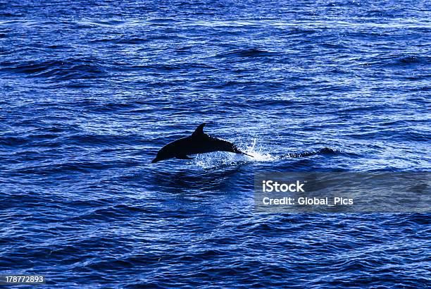 Foto de Dolphin e mais fotos de stock de Bahamas - Bahamas, Barbatana - Equipamento de Mergulho, Barbatana - Parte do corpo animal