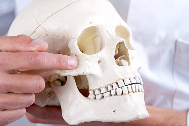 istock doctor showing os zygomaticum 178773184