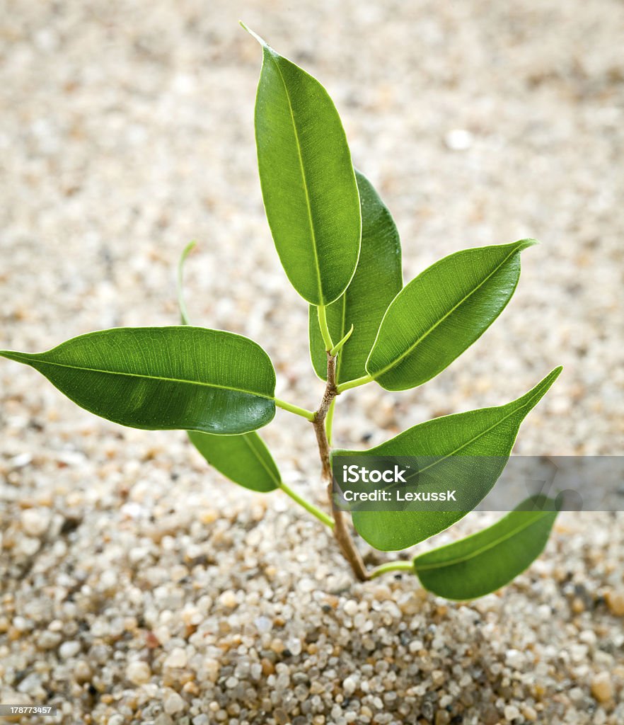 young plant grows from sand Agriculture Stock Photo