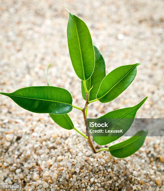 Young Plant Grows From Sand Stock Photo - Download Image Now - Agriculture, Arid Climate, Backgrounds
