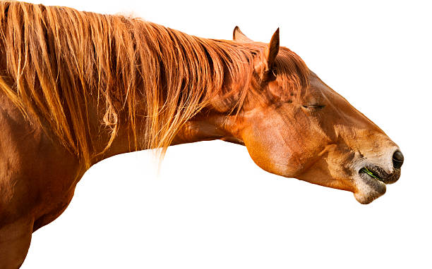 istock Brown horse with eyes closed 178773545
