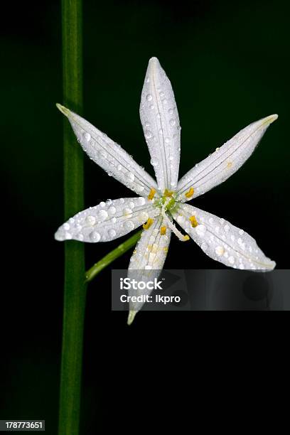 白い花 Allium Ursinum - しずくのストックフォトや画像を多数ご用意 - しずく, イタリア, クローズアップ