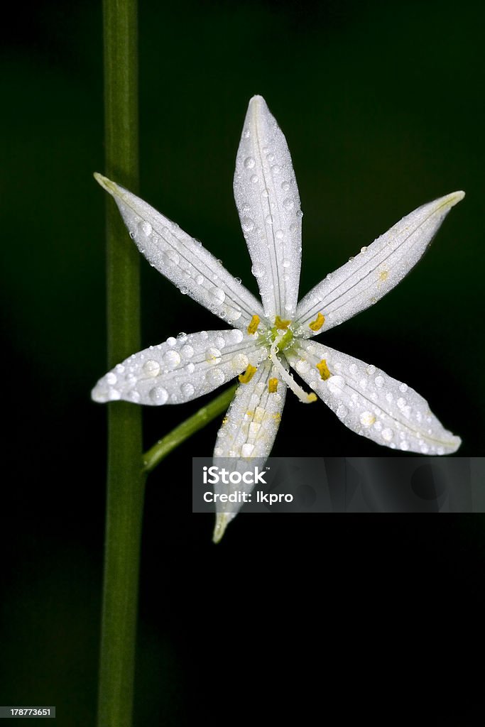Flor branca allium ursinum - Foto de stock de Abril royalty-free