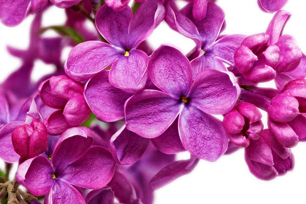 magnifique tas de lilas gros plan - quadriphyllous photos et images de collection