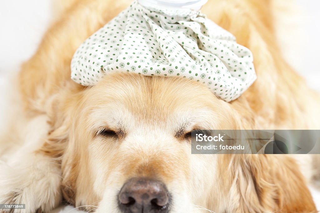 Dog with flu Dog with a bag of cold water on his head Animal Stock Photo
