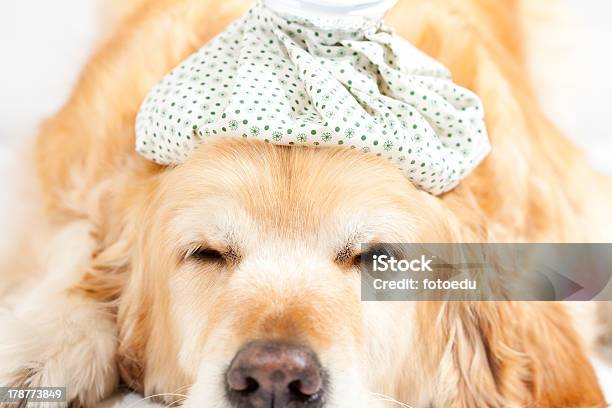 Dog With Flu Stock Photo - Download Image Now - Animal, Animal Body Part, Animal Eye