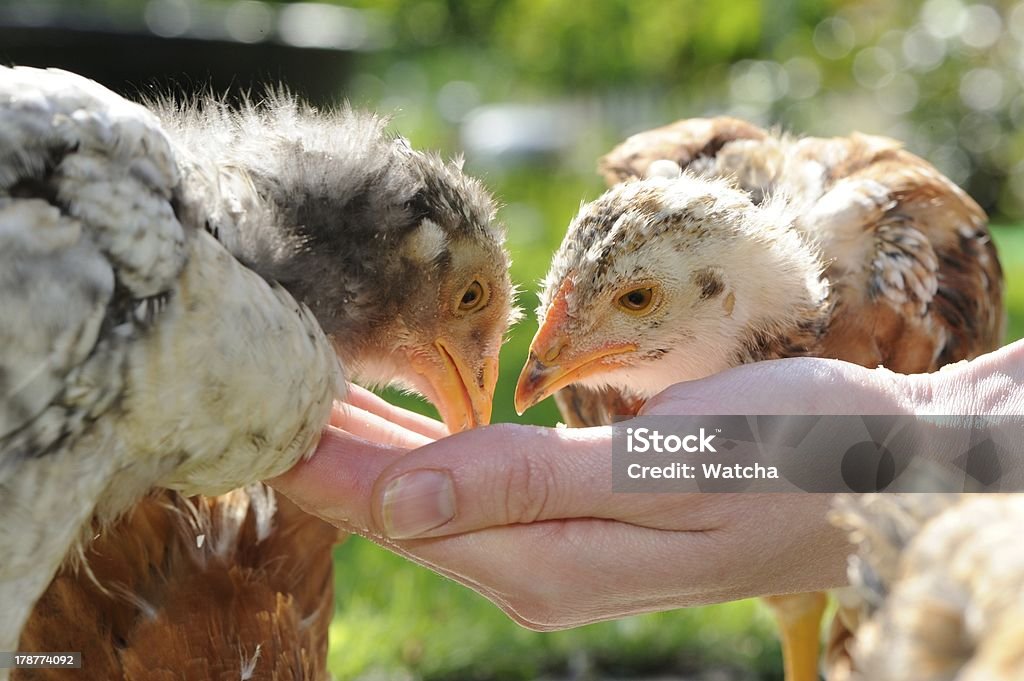 Polli mangiare da mano - Foto stock royalty-free di Agricoltura