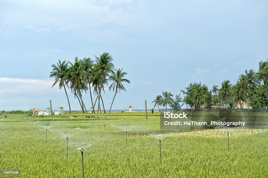 Palmeiras na Ilha Lyson com cebola em campo - Foto de stock de Ajardinado royalty-free