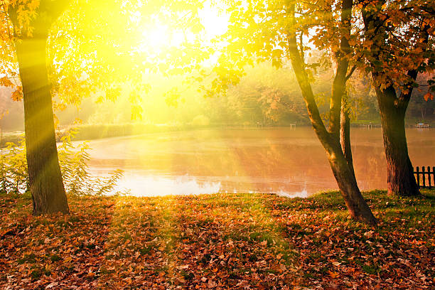 istock Autumn scene with ray of sunlight 178774148
