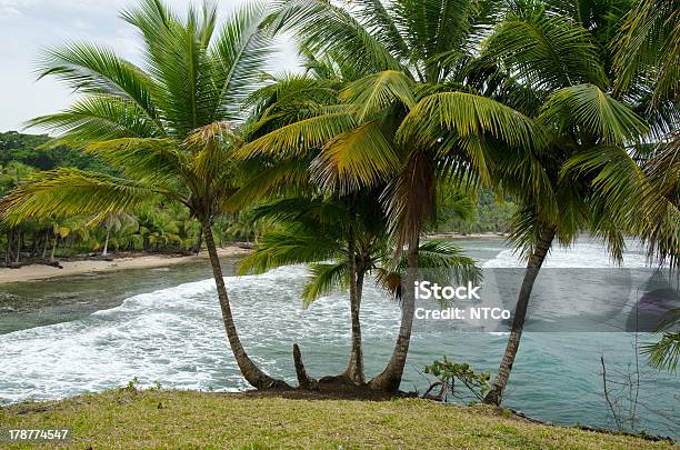Foto de Arquipélago Bocas Del Toro e mais fotos de stock de América Central - América Central, Bocas del Toro, Coqueiro