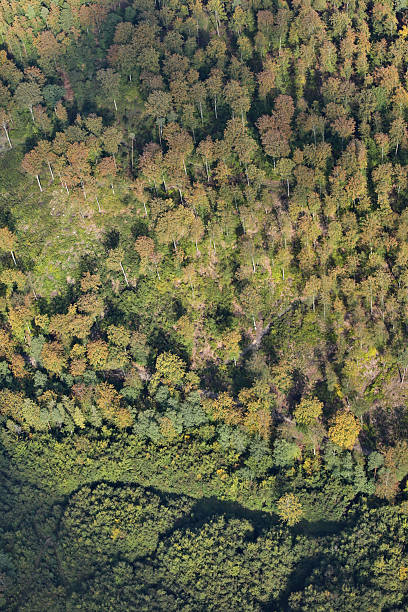 istock Aerial view of autumn forest 178774556