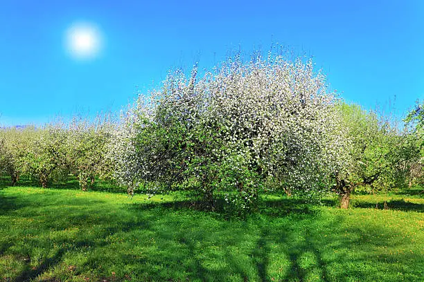 Blossom apple-trees garden at the spring.