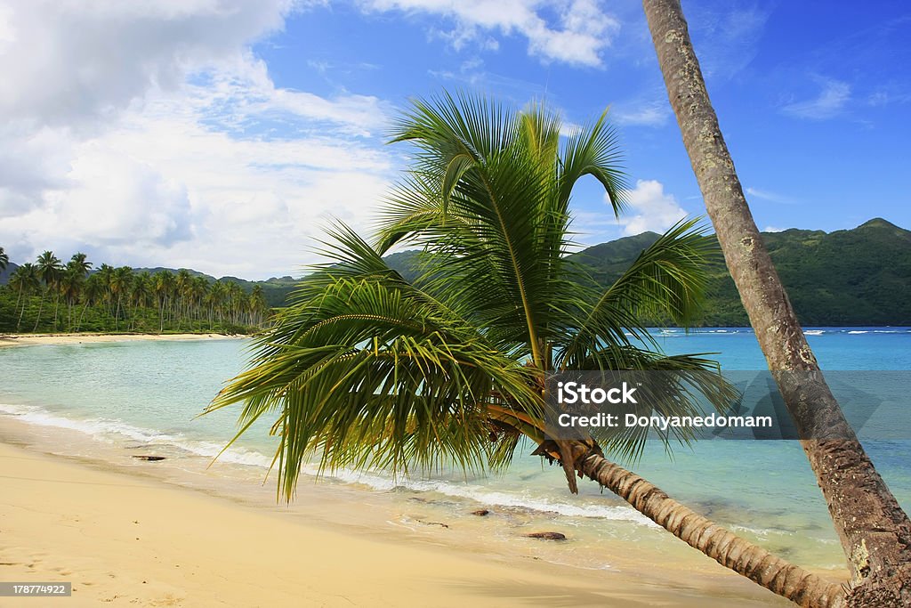 Palmier penchée sur plage de Rincon, Péninsule de Samana - Photo de Arbre libre de droits