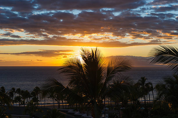 maui sonnenuntergang - kihei kaanapali lahaina coconut palm tree stock-fotos und bilder