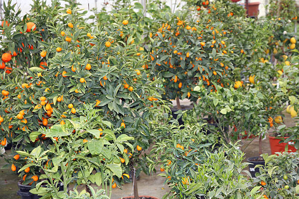 istock Citrus plants growing oranges and lemons in Sicily 178775762