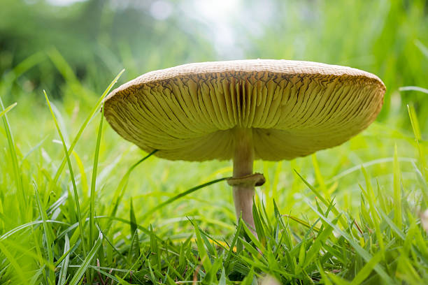 Green-gilled Parasol Mushroom