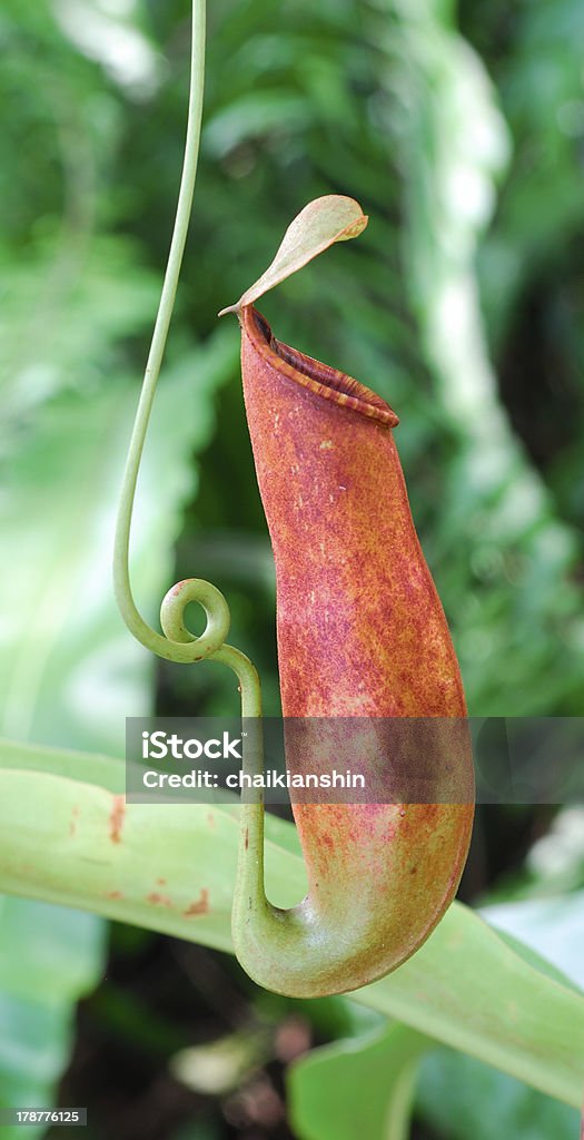 Planta Insectívora - Foto de stock de Armadilha - Equipamento agrícola royalty-free