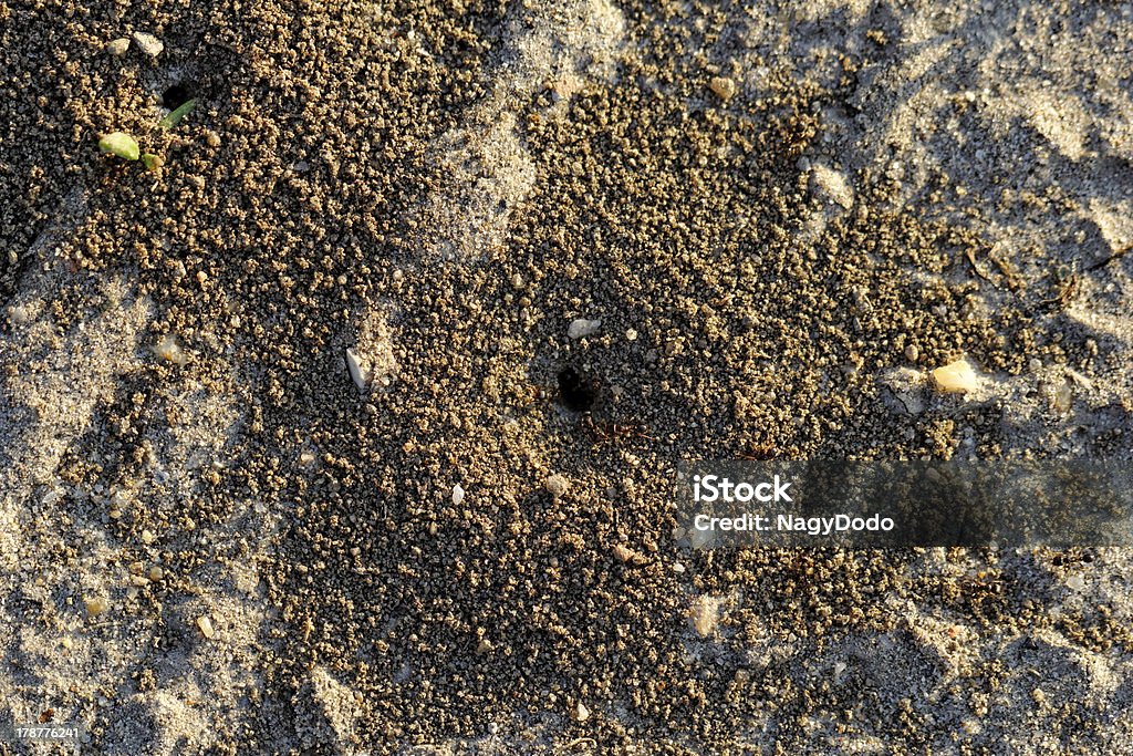 ants и ant Хилл - Стоковые фото Агрессия роялти-фри