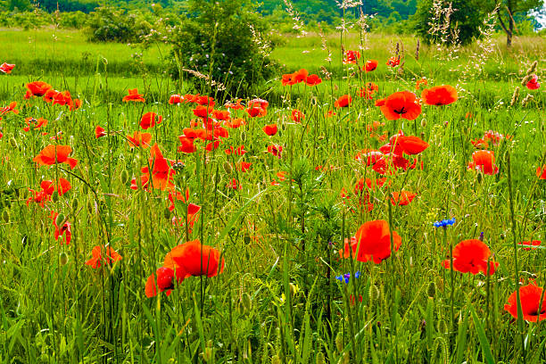 Fleurs de pavot - Photo