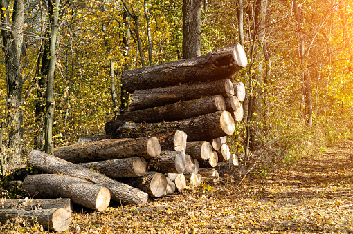 Forest theft concept. Oak logs stacked in the forest after illegal logging.