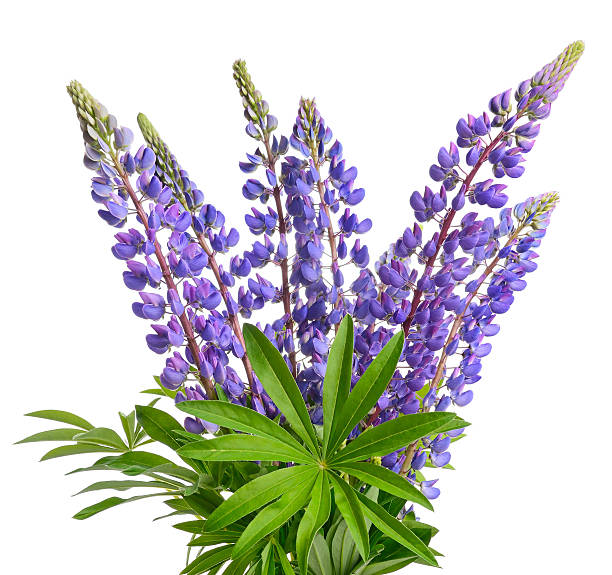 wild lupines - altramuz fotografías e imágenes de stock