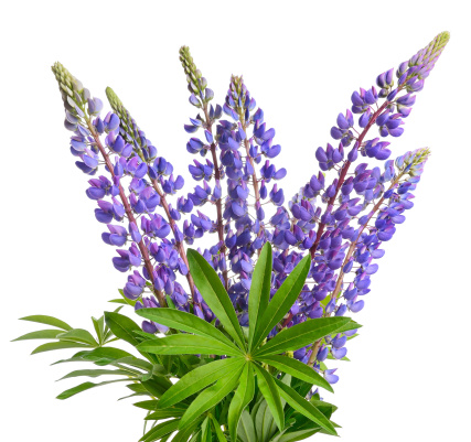 Wild lupines or bluebonnet flowers on white background