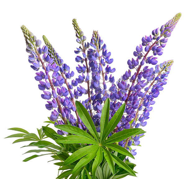 Wild lupines Wild lupines or bluebonnet flowers on white background lupine flower stock pictures, royalty-free photos & images