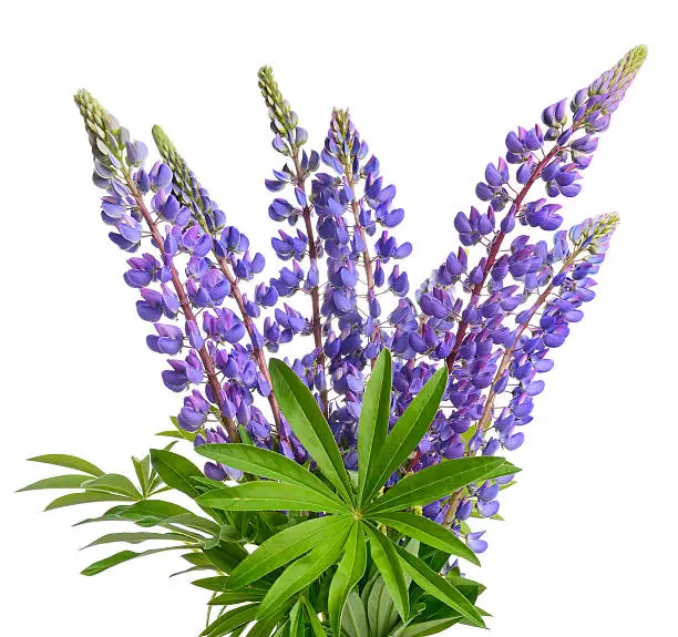 Wild lupines or bluebonnet flowers on white background