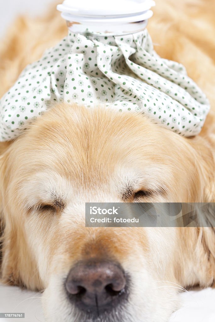 Cão com gripe - Foto de stock de Animal royalty-free