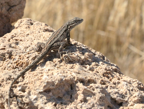 a spiny desert lizard on a rock