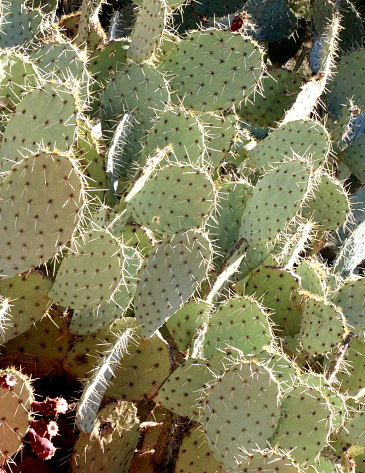 Cactus the the desert, Negev Israel